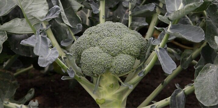 Syngenta seme brokolija Batory.