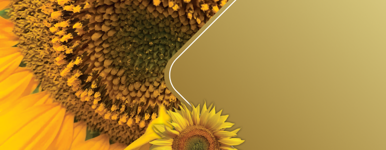 KV – Sunflower – 768px