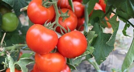 Syngenta seme paradajz Ciciu.