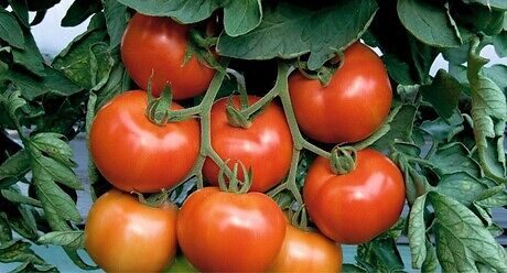 Syngenta seme paradajz Paronset.