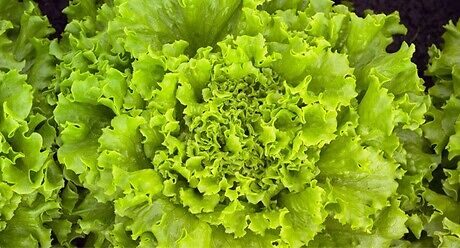 Seme salata batavia Vignole od Syngenta.