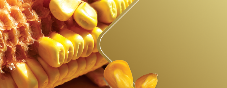 Corn