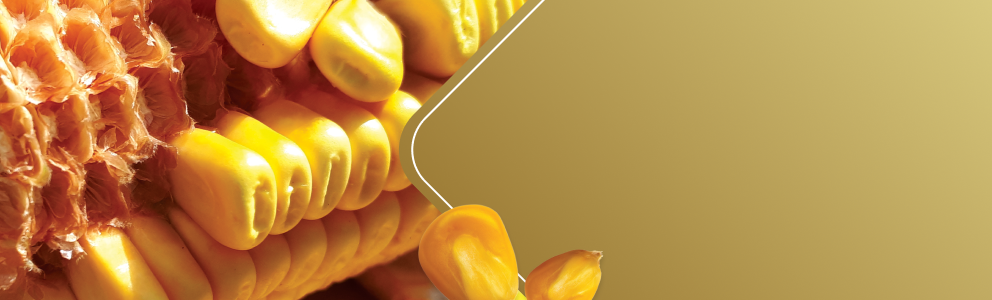 Corn