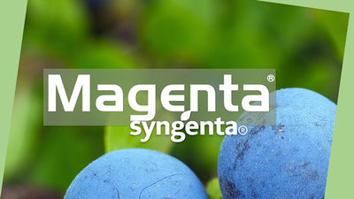 Magenta-Syngenta-fungicid