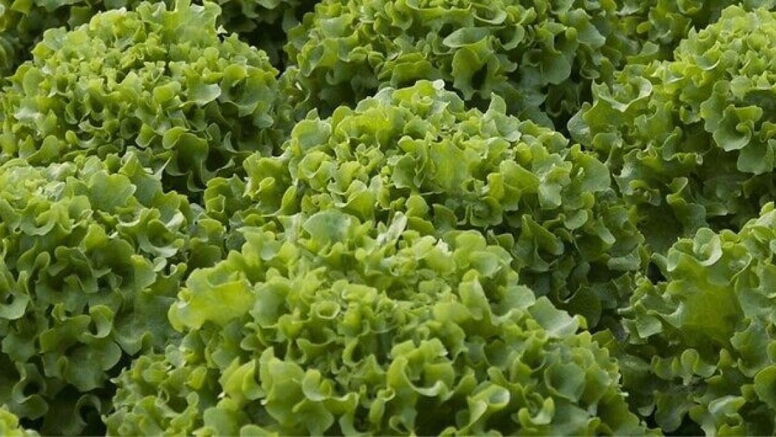 Seme salata batavia Gondola od Syngenta.