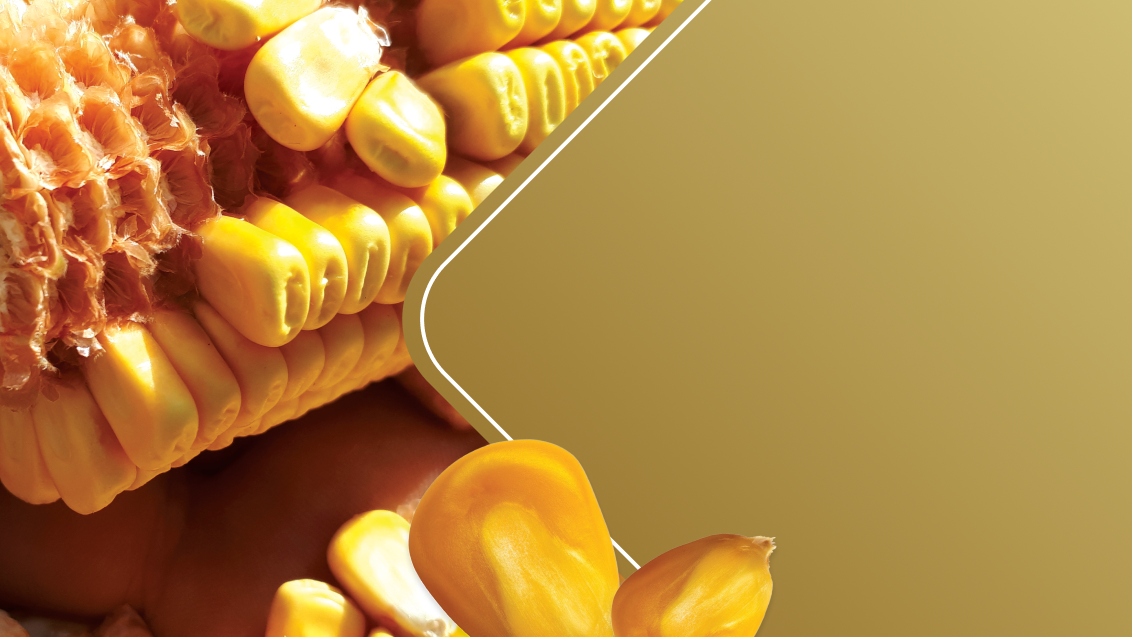 Corn home page banner