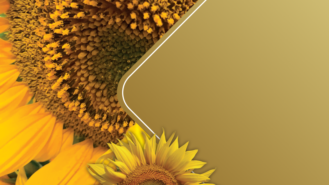 Sunflower home page banner