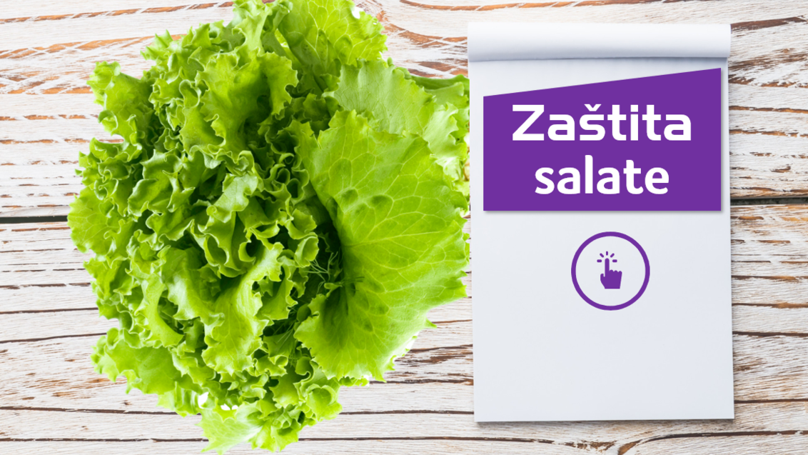 zastita-salate-preporuceni-program-syngenta