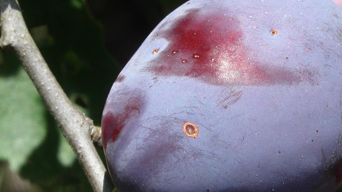 syngenta-voce-zastita-vocnjak-zasad_1132x849_podloga_8.jpg