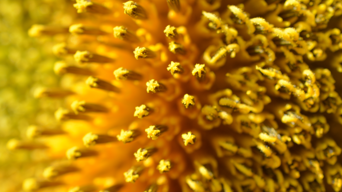 syngenta-suncokret-cvetanje_1132x637_podloga_7.png