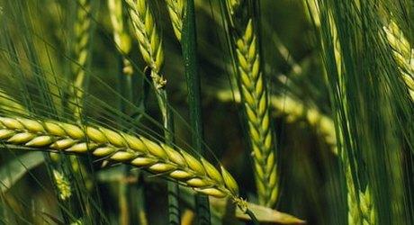 jecam-hyvido-hibridi-syngenta