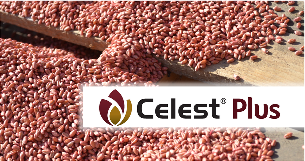 celestplus-tretman-semena