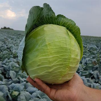 Syngenta seme kupus Escazu.