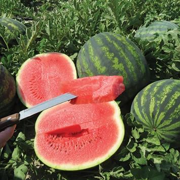 Syngenta seme lubenica Romanza.
