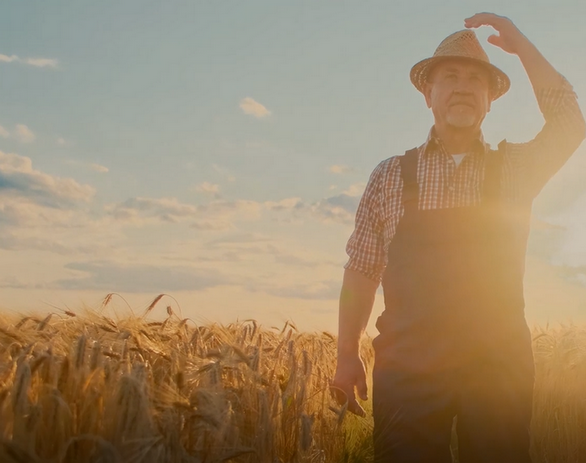 syngenta-psenice_spot