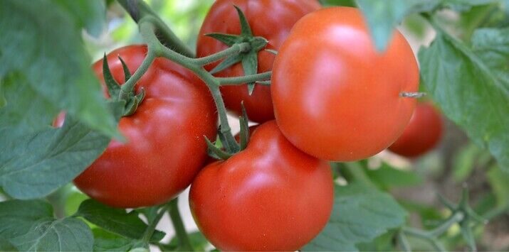 Syngenta seme paradajz Grumira.