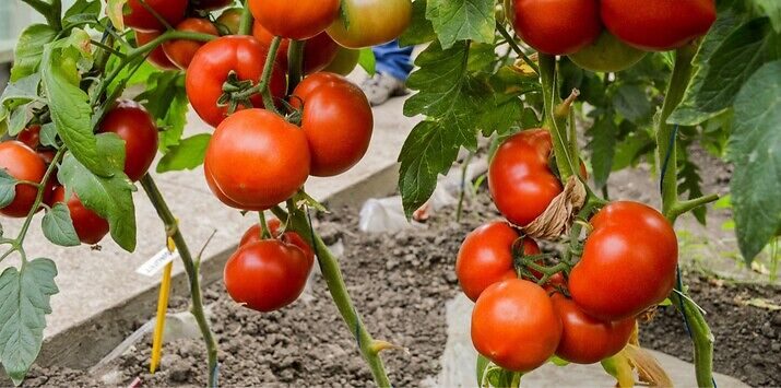 Seme rani paradajz Qualitet od Syngenta.