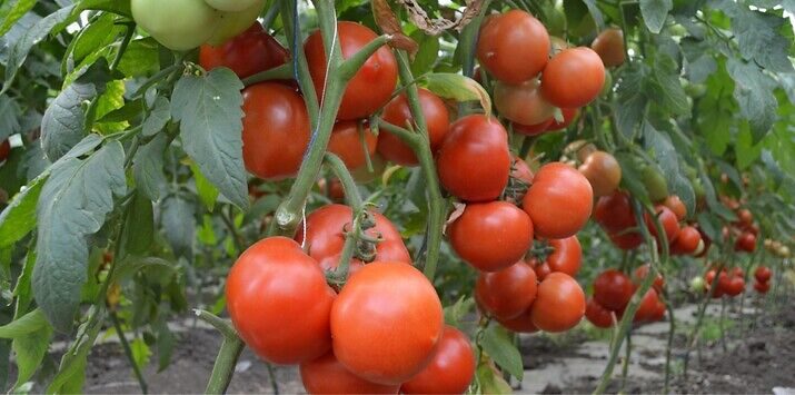 Seme rani paradajz Qualitet od Syngenta.