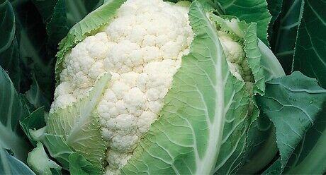 Syngenta seme karfiol Bruce.