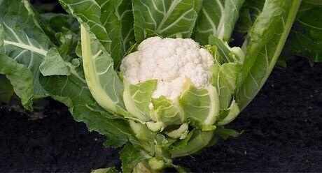 Syngenta seme karfiol Cristof.