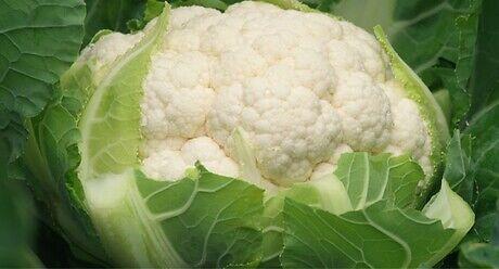 Syngenta seme karfiol David.