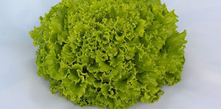 Seme salata batavia Vignole od Syngenta.