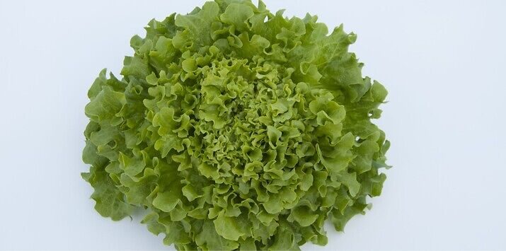 Seme salata batavia Gondola od Syngenta.