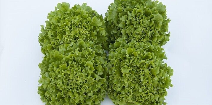 Seme salata batavia Gondola od Syngenta.