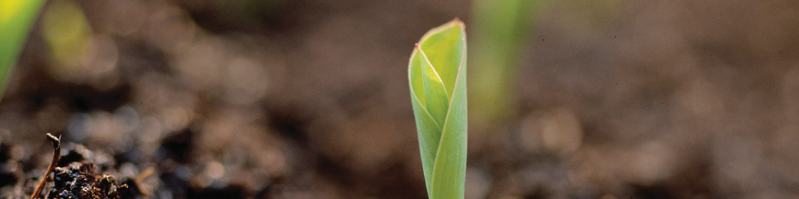 programi-zastite-ratarstvo-syngenta