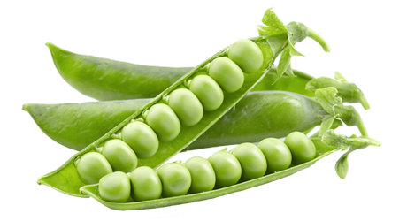 grasak-zaastita-syngenta