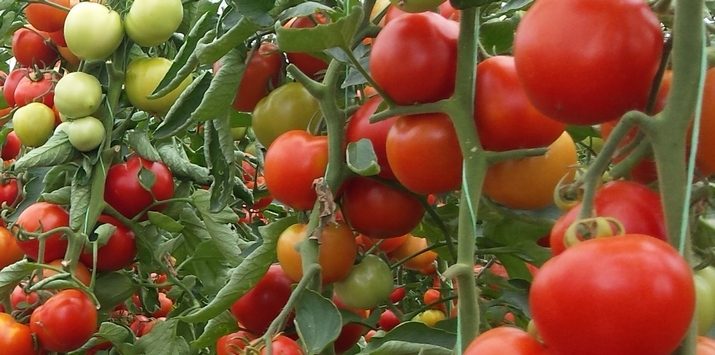 Seme paradajza Syngenta