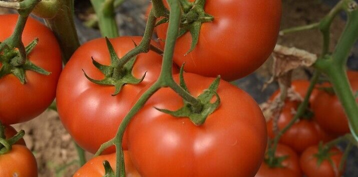 Syngenta seme paradajz Marifet.