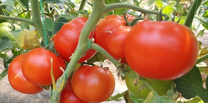 Seme paradajz Marifet od Syngenta.