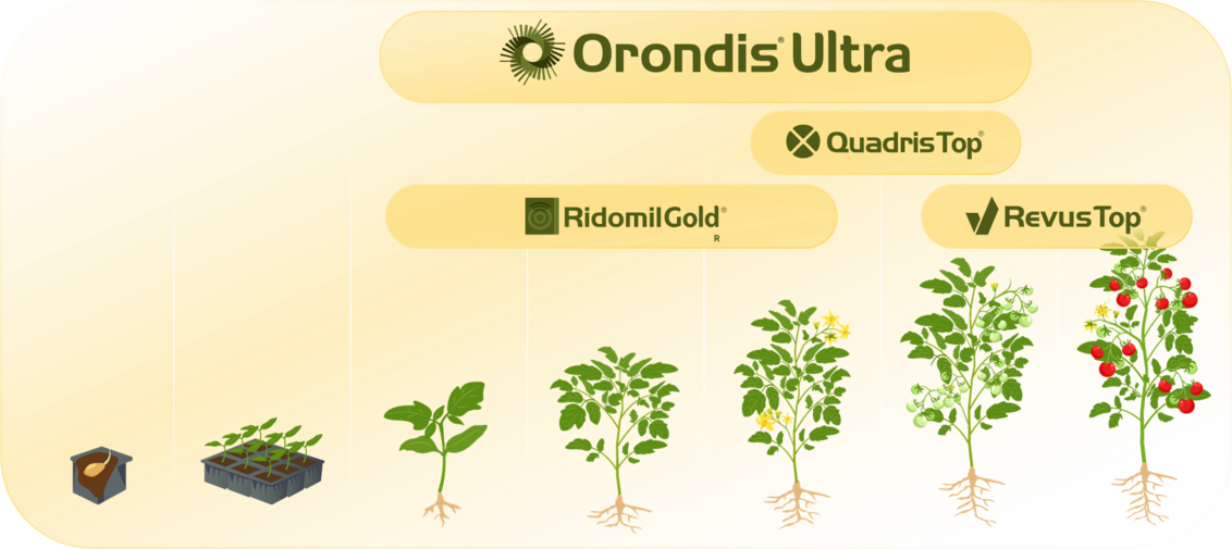 Pozicija primene Orondis Ultra u paradajzu