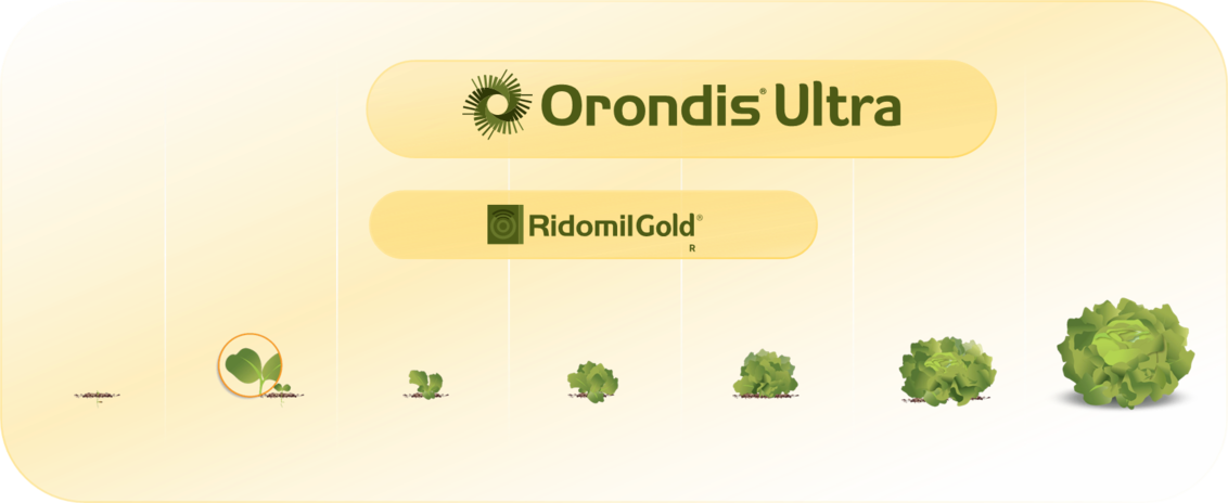Pozicija primene Orondis Ultra u salati