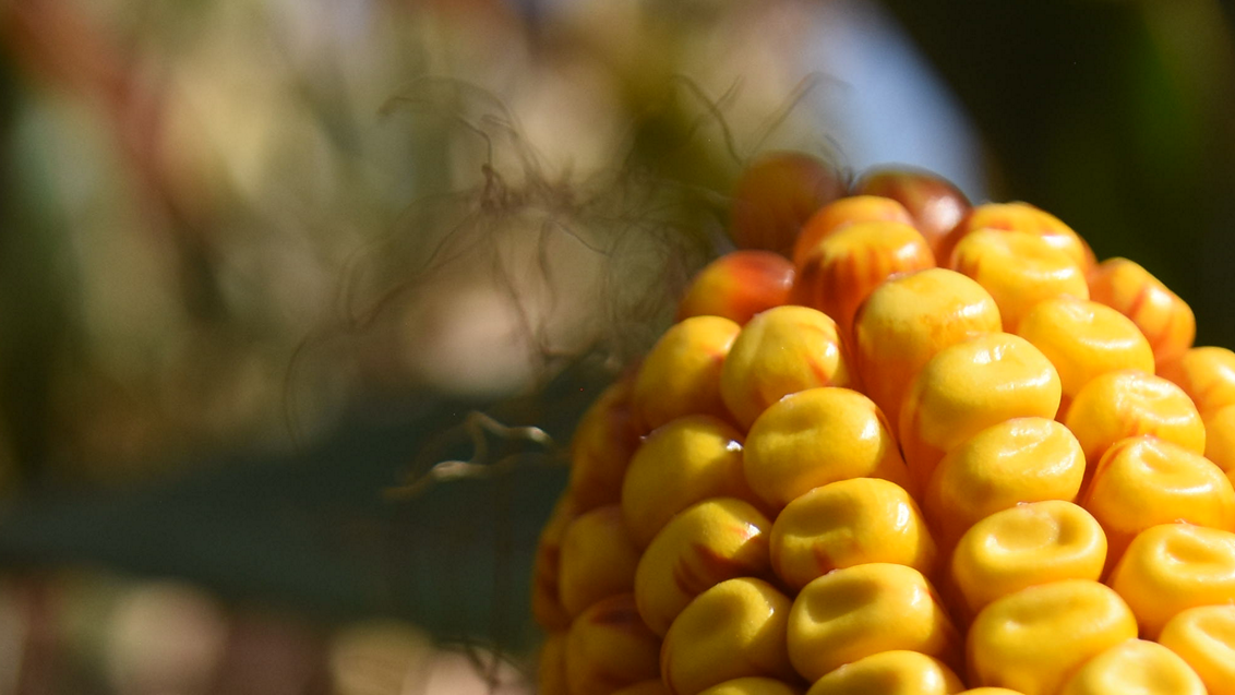 syngenta-suncokret-kukuruz_1132x637_podloga_2.png