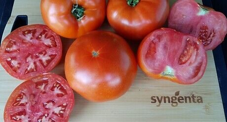 Syngenta seme paradajz Bobcat.