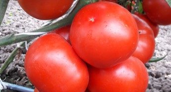 Syngenta seme paradajz Kaponet.