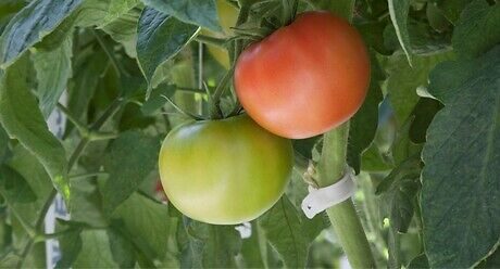 Syngenta seme paradajz Mamston.
