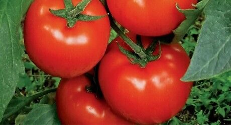Syngenta seme paradajz Qualitet.