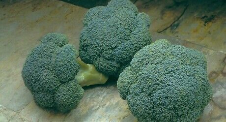 Syngenta seme brokolija Montop.