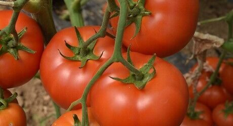 Seme rani paradajz Marifet od Syngenta.