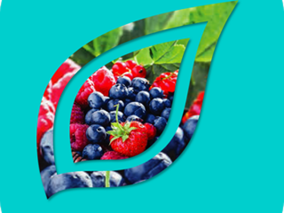 syngenta-zastita-bilja-fungicidi-insekticidi-herbicidi_320x320_icon.png