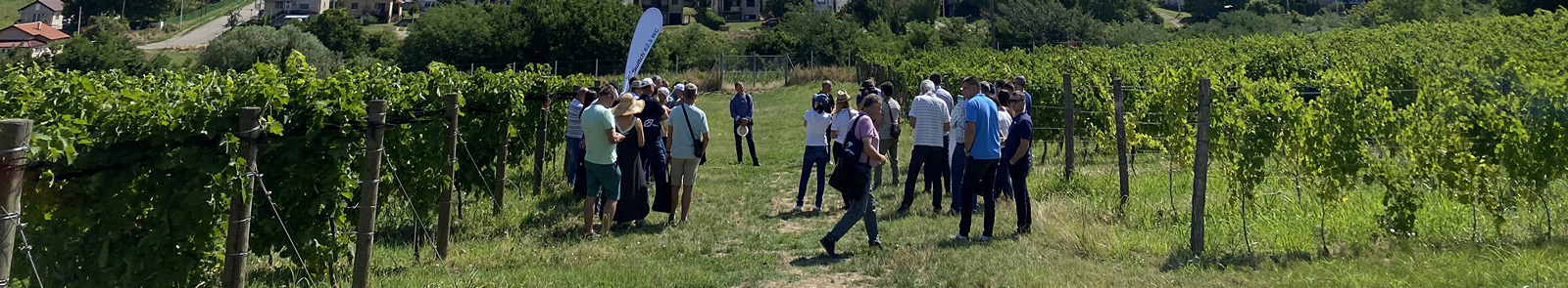 syngenta-dan-polja-zastita-vinove-loze-dynali-090dc_1.png