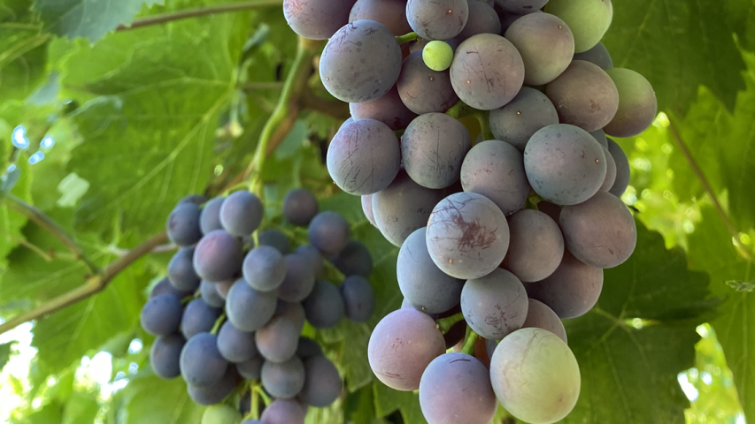 syngenta-dan-polja-zastita-vinove-loze-dynali-090dc_1132x637.png