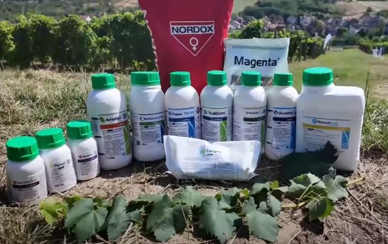 dan-polja-zastita-vinove-loze-syngenta_3.jpeg