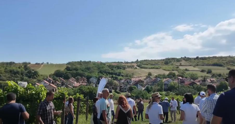 dan-polja-zastita-vinove-loze-syngenta_5.jpeg