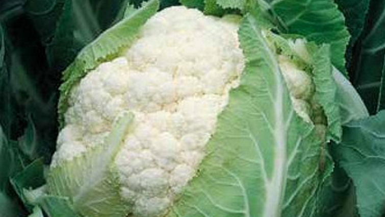 bruce-karfiol-povrce-syngenta_1132x637.png