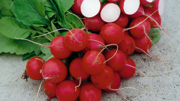 cesar-rotkvice-seme-povrce-syngenta_1132x637_3.png