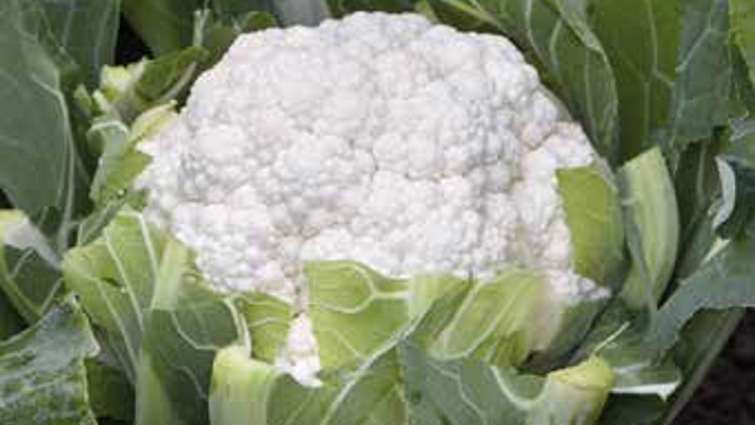 spacestargold-karfiol-povrce-syngenta_1132x637.png